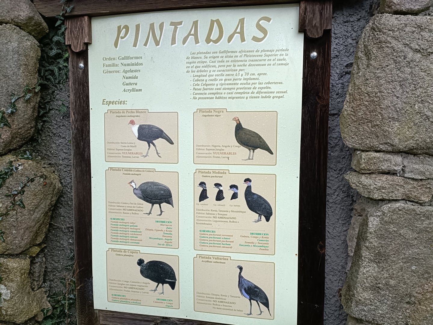 Sign - Avifauna Lugo