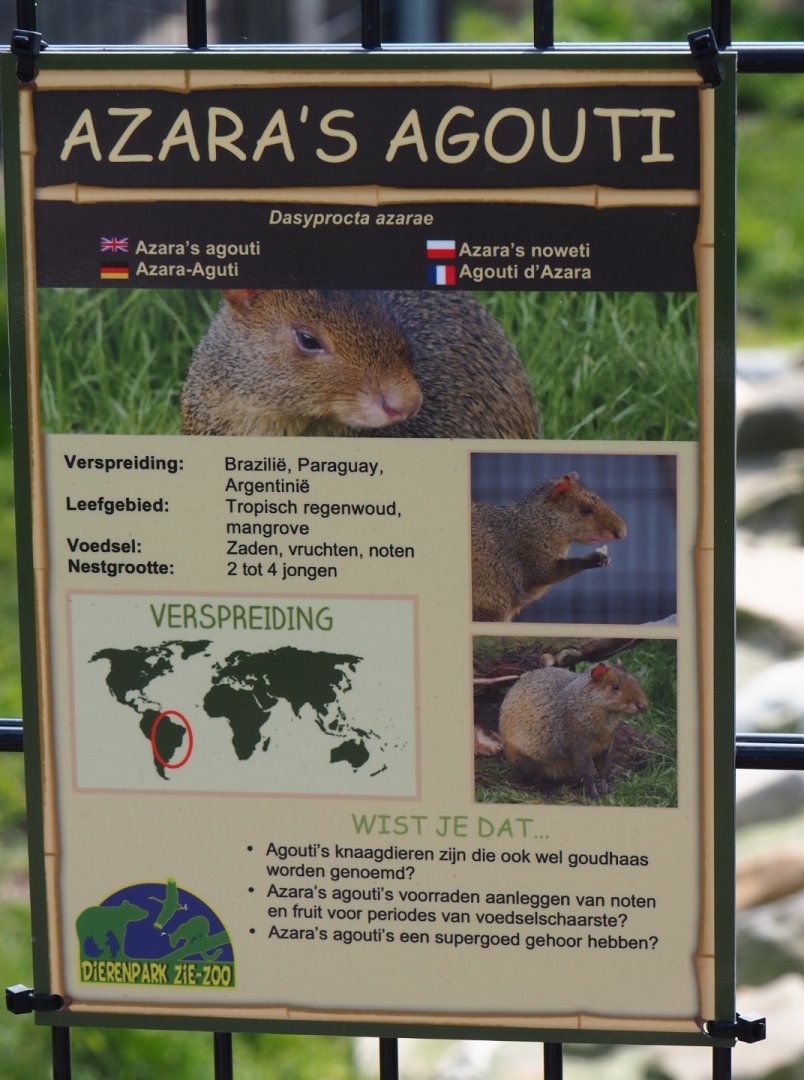 Sign Azara's agouti, 2019-04-06