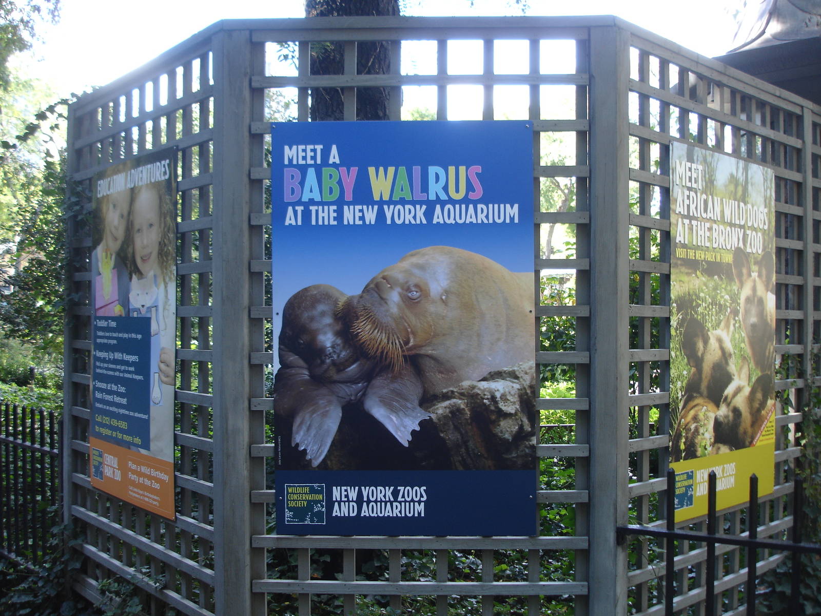 Sign-Baby Walrus at NY Aquarium