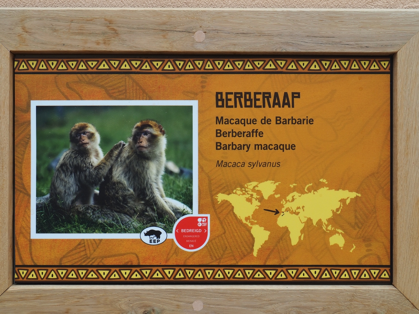 Sign Barbary macaque, 2019-06-26