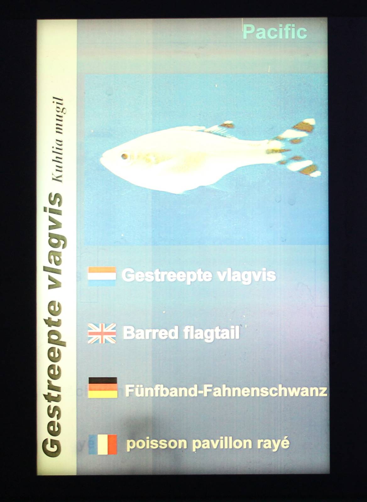 Sign Barred flagtail