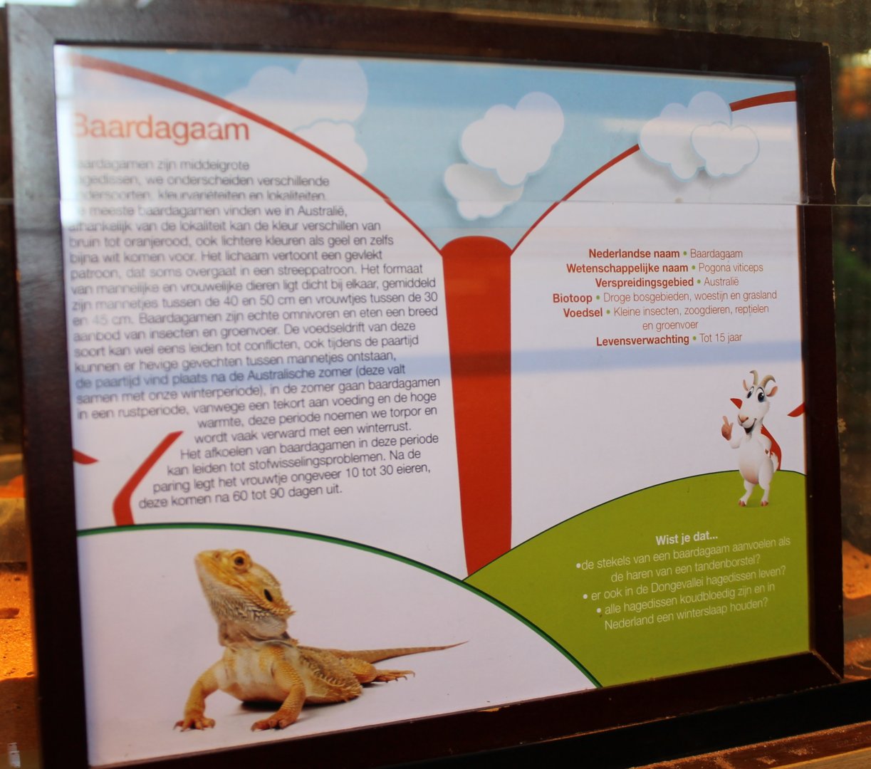 Sign Bearded dragon