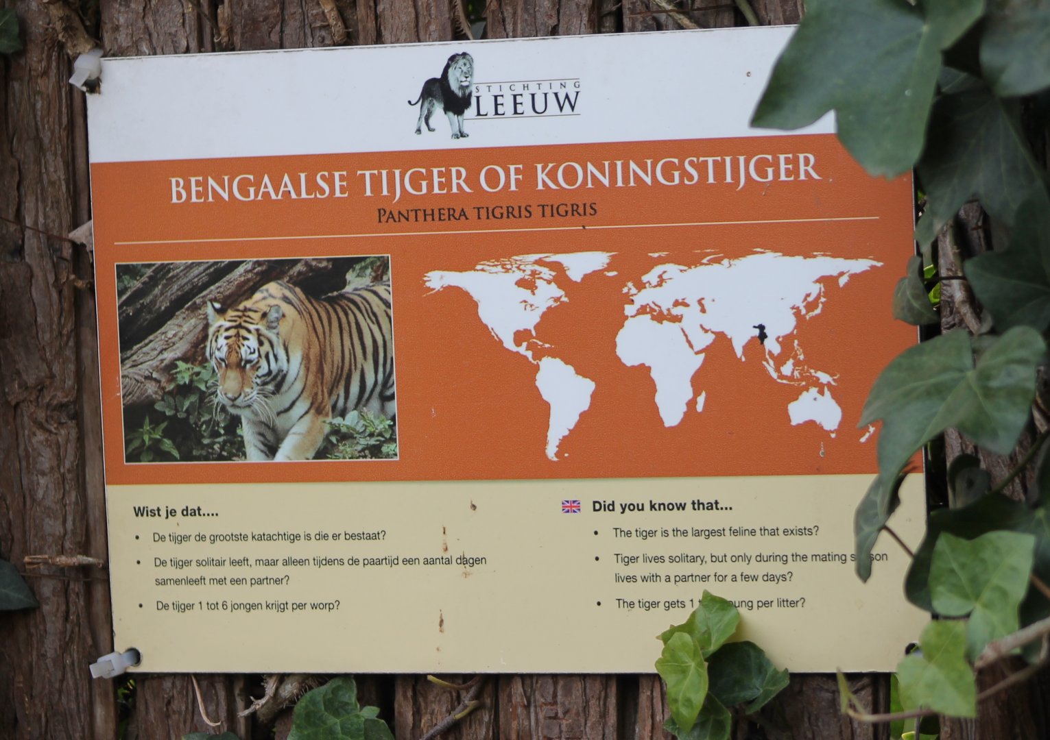 Sign "Bengal" tiger