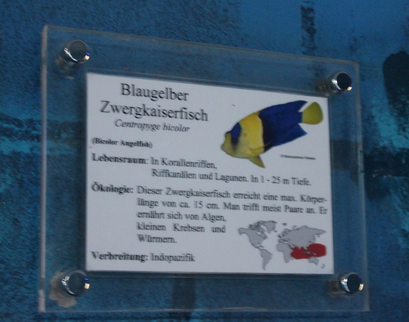 Sign Bicolor angelfish - Centropyge bicolor