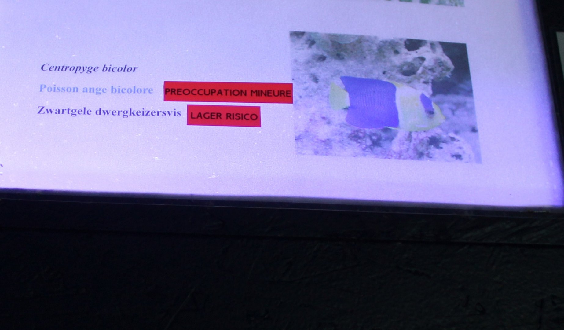 Sign Bicolor angelfish - Centropyge bicolor