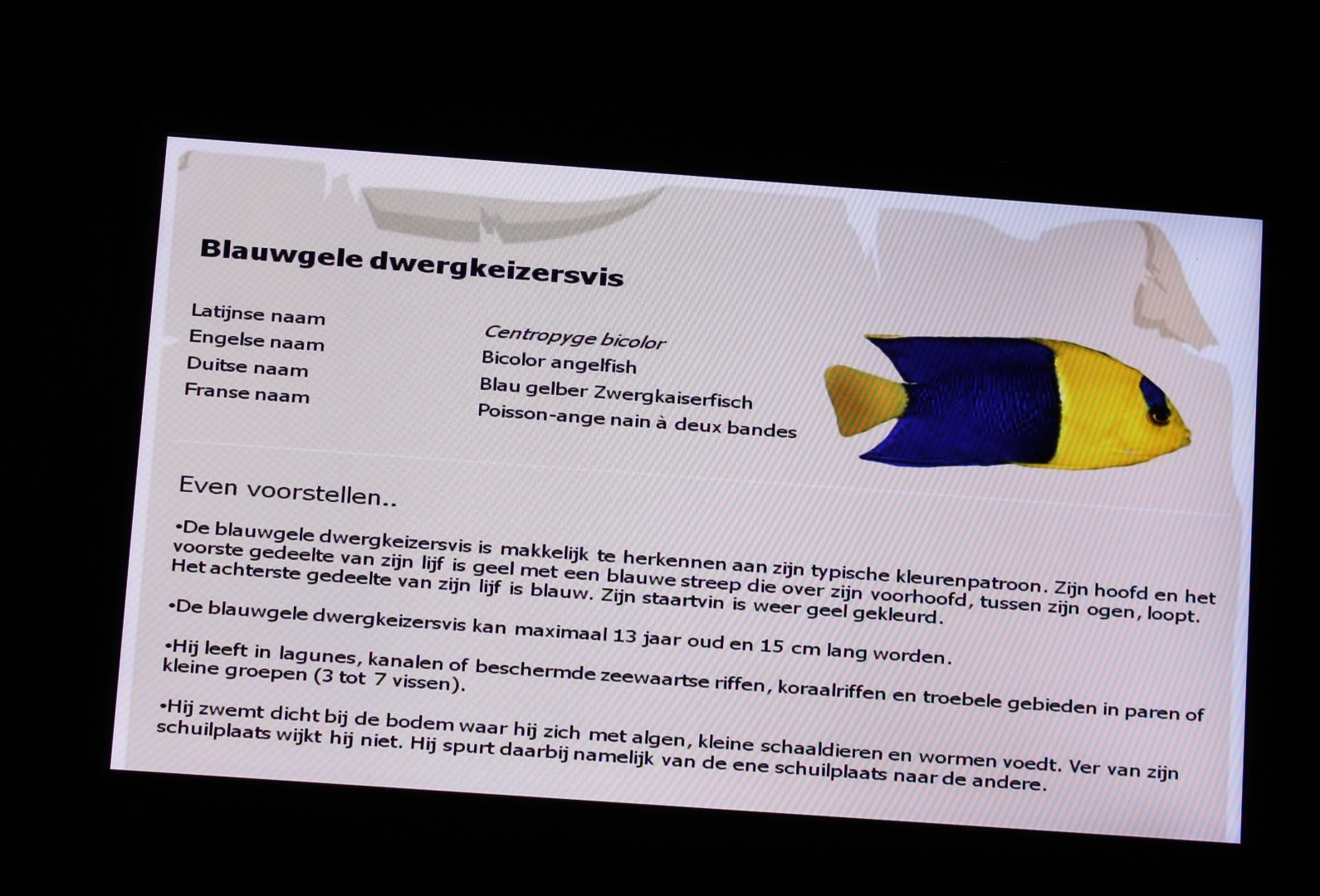 Sign Bicolor angelfish - Centropyge bicolor