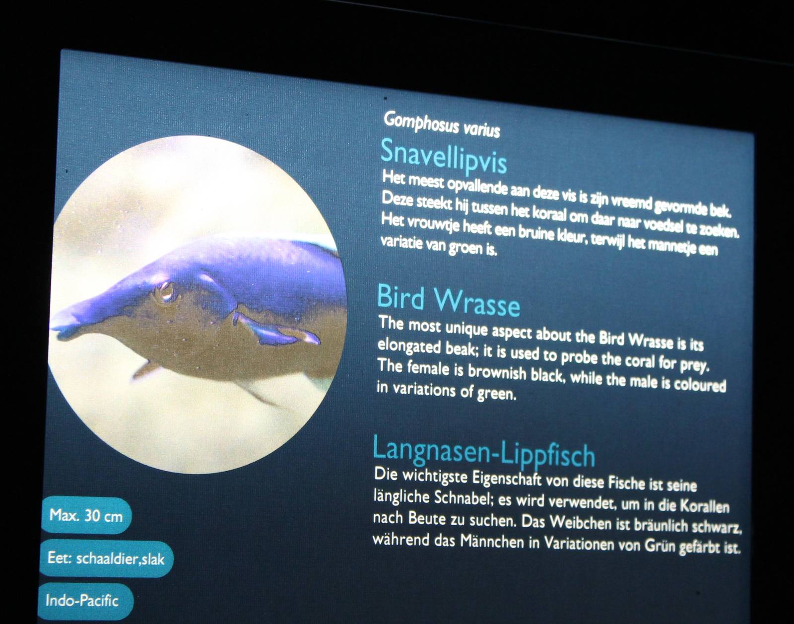 Sign Bird wrasse