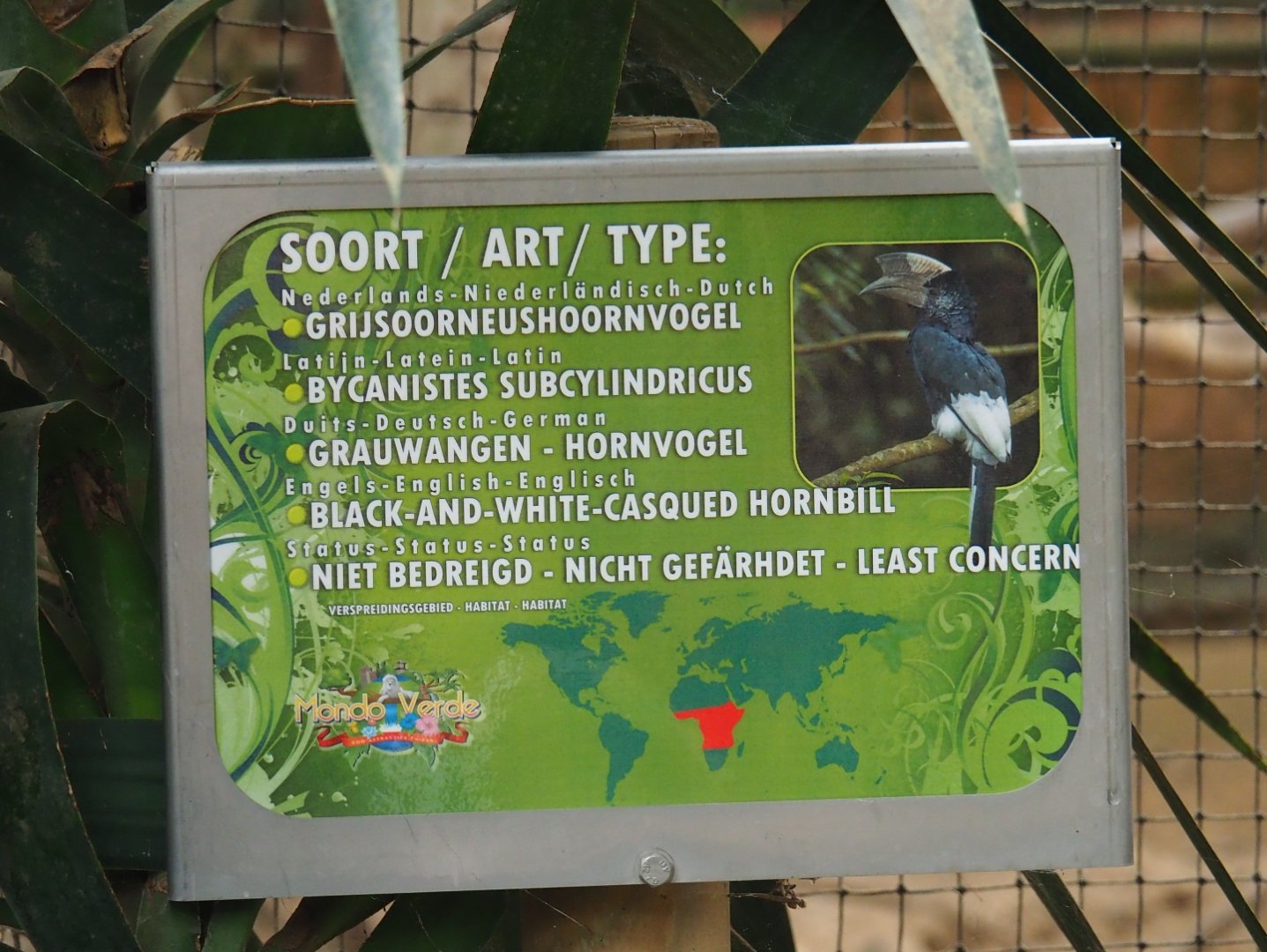 Sign Black-and-white casqued hornbill (Aug 28th, 2018)