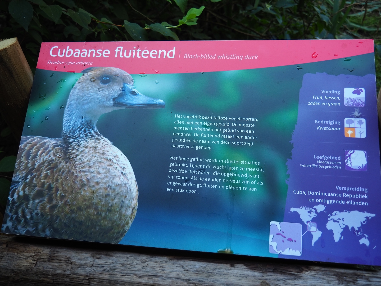Sign black-billed whistling duck (Sep 2nd, 2018)