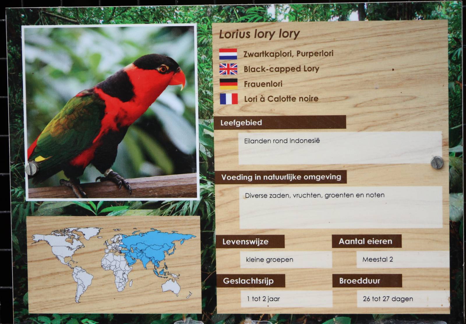 Sign Black-capped lory