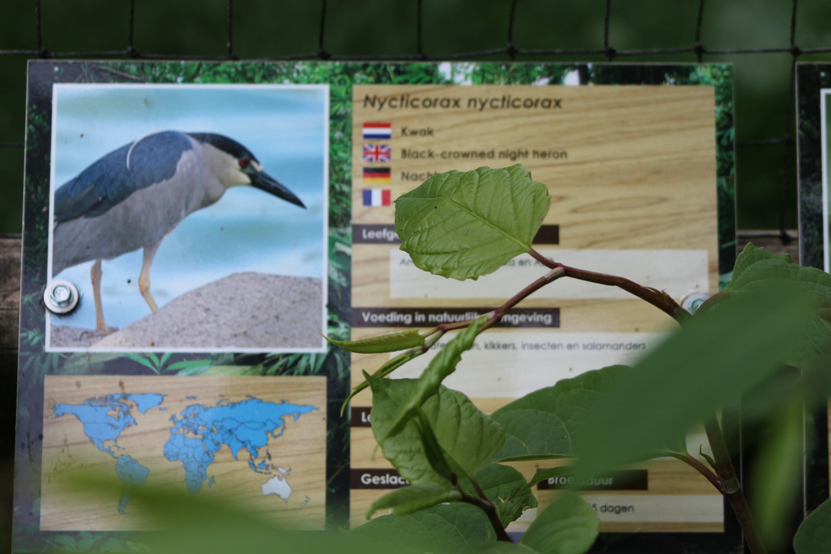 Sign Black-crowned night heron