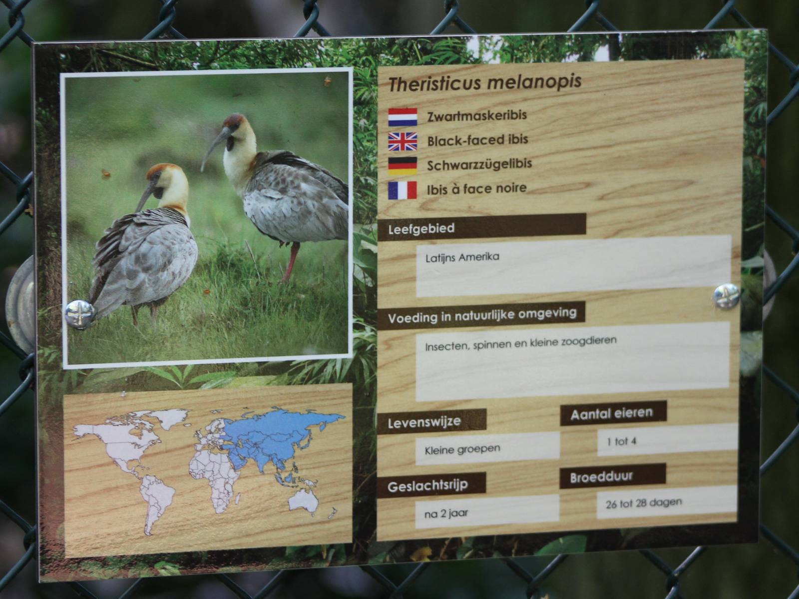 Sign Black-faced ibis ( with failure )