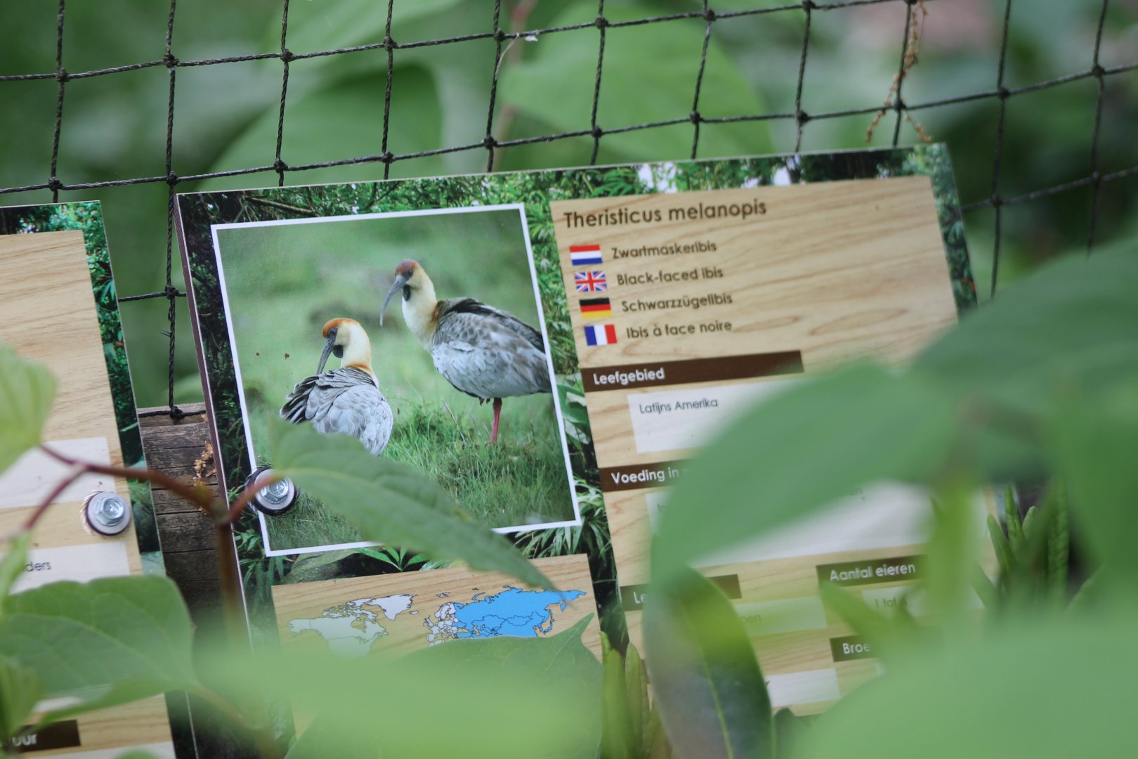 Sign Black-faced ibis