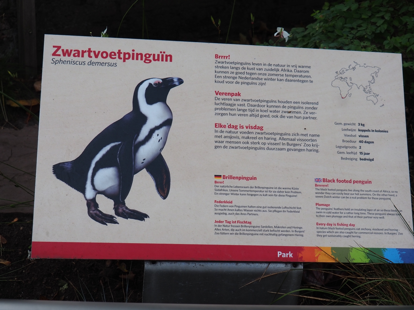 Sign Black-footed penguin (Sep 16th, 2018)