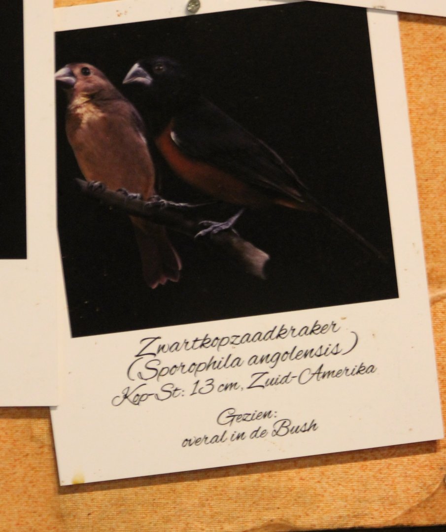 Sign Black-headed seed-eater