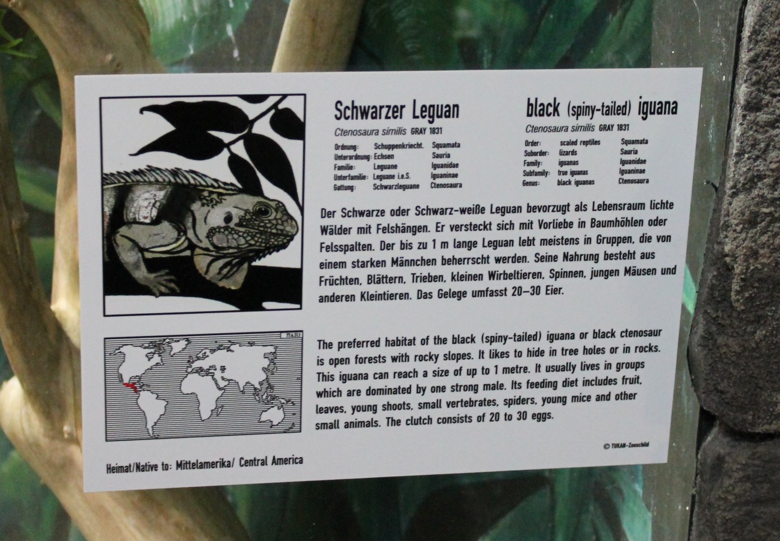 Sign Black spiny-tailed iguana