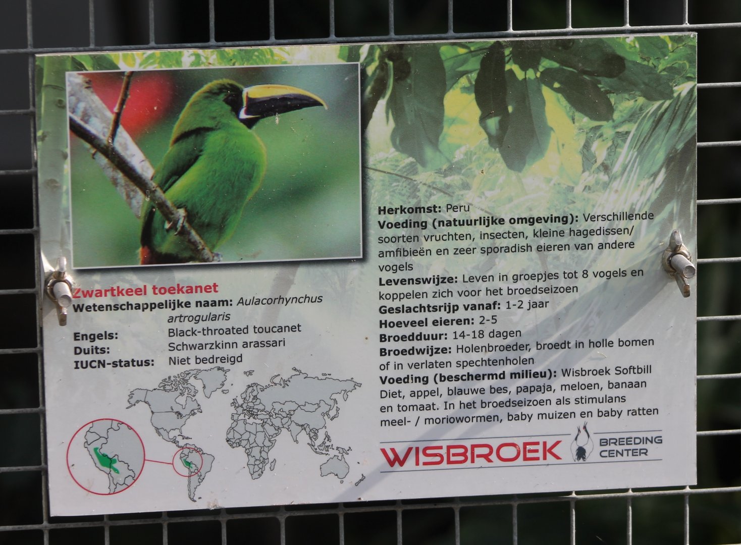 Sign Black-throated toucanet