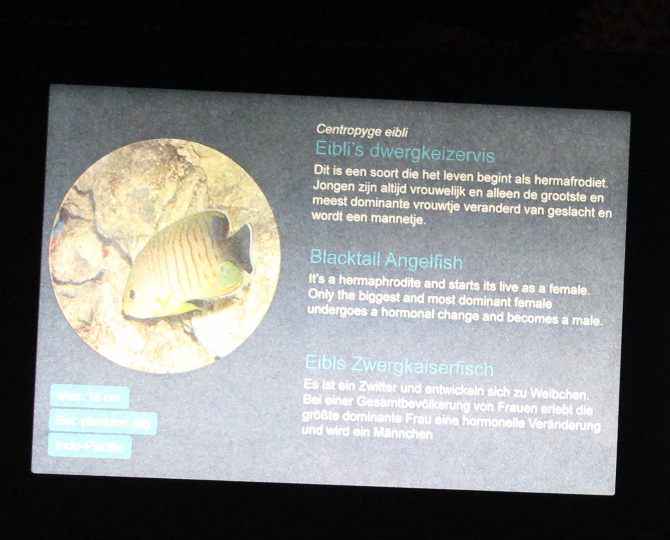 Sign Blacktail angelfish - Centropyge eibli