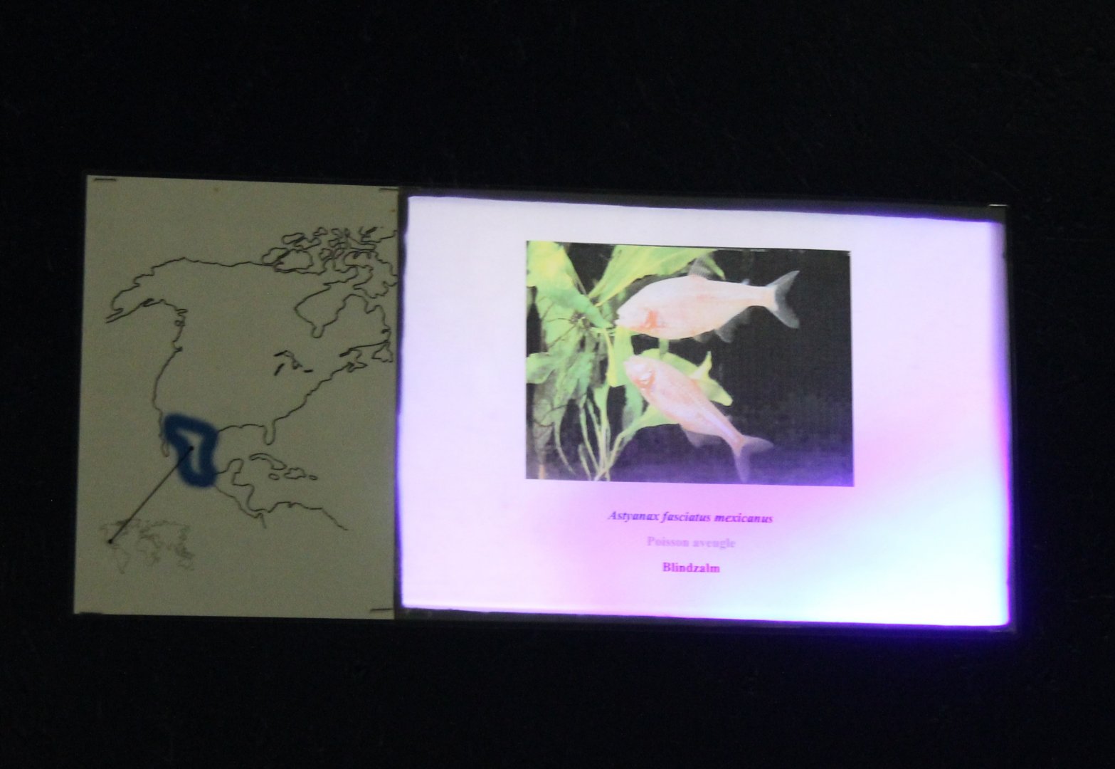 Sign Blind cave fish