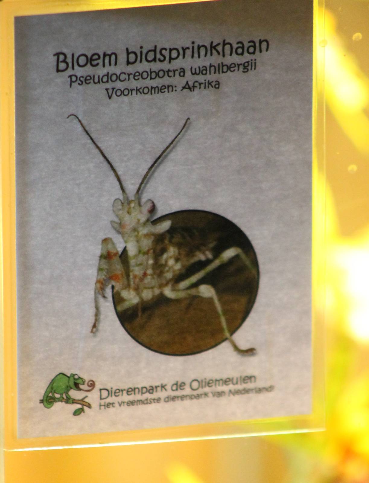 Sign Blossom praying mantis