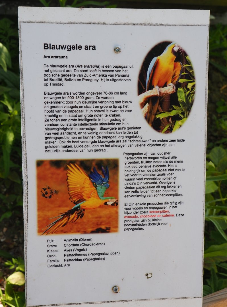 Sign Blue-and-gold macaw, 2019-06-01