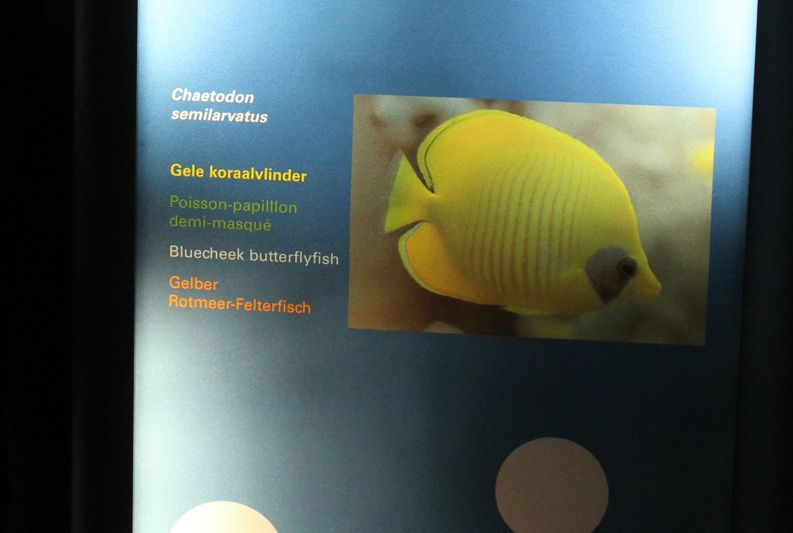 Sign Blue-cheek butterflyfish - Chaetodon semilarvatus