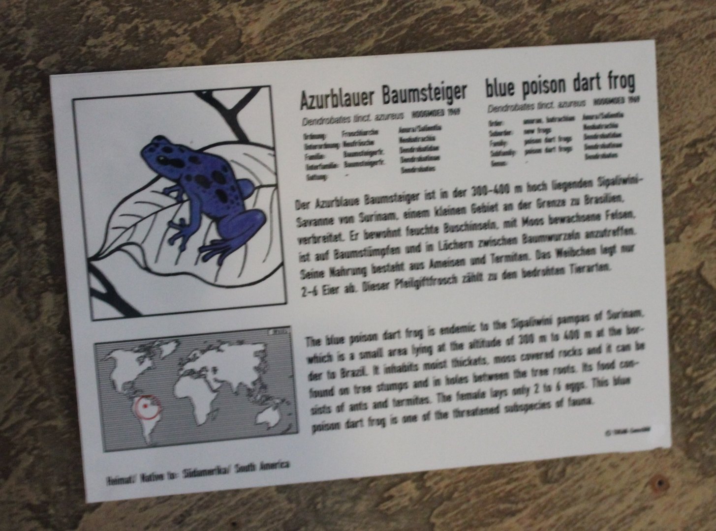 Sign Blue dart frog