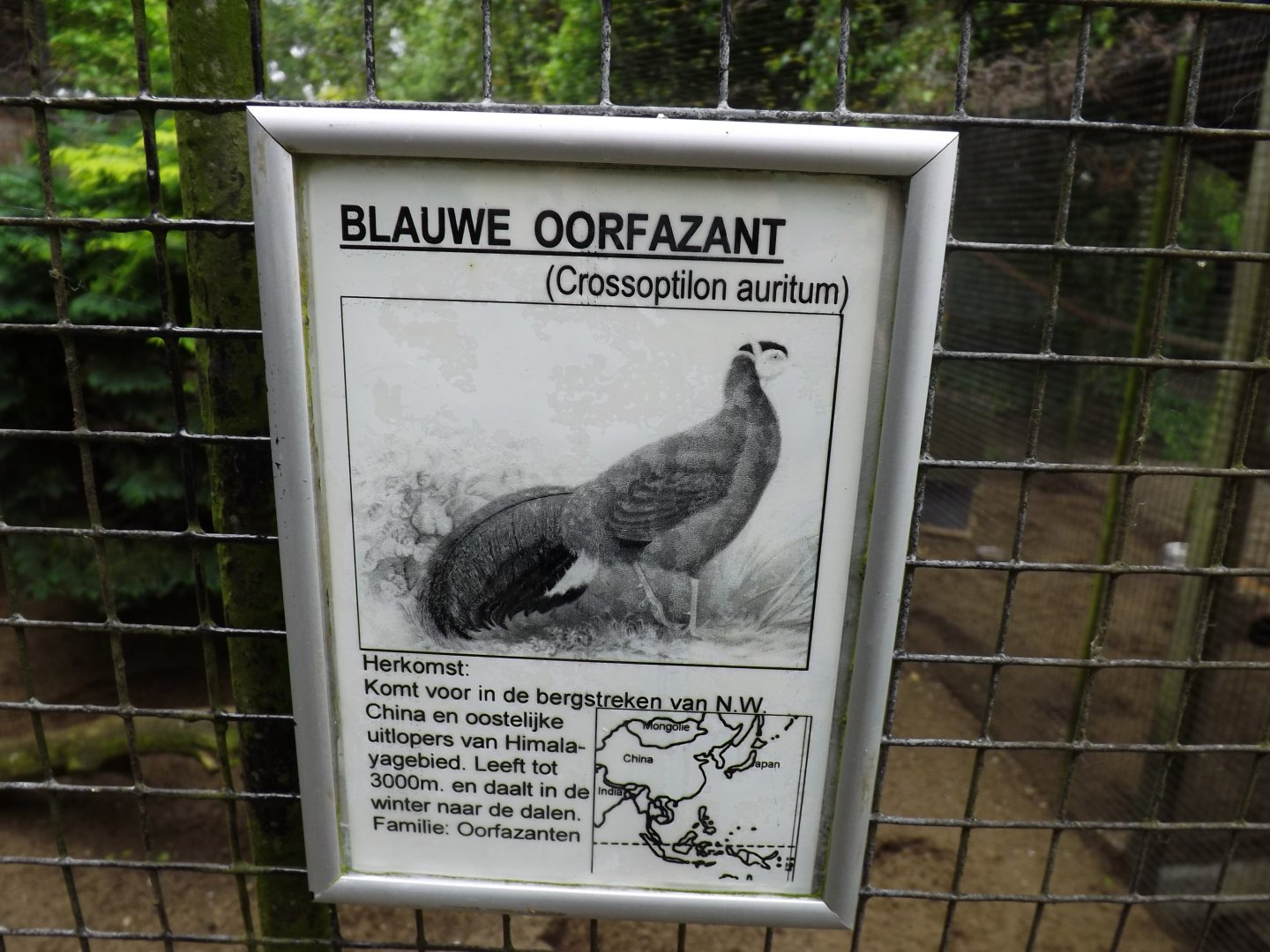 Sign Blue Eared Pheasant - 2013/14