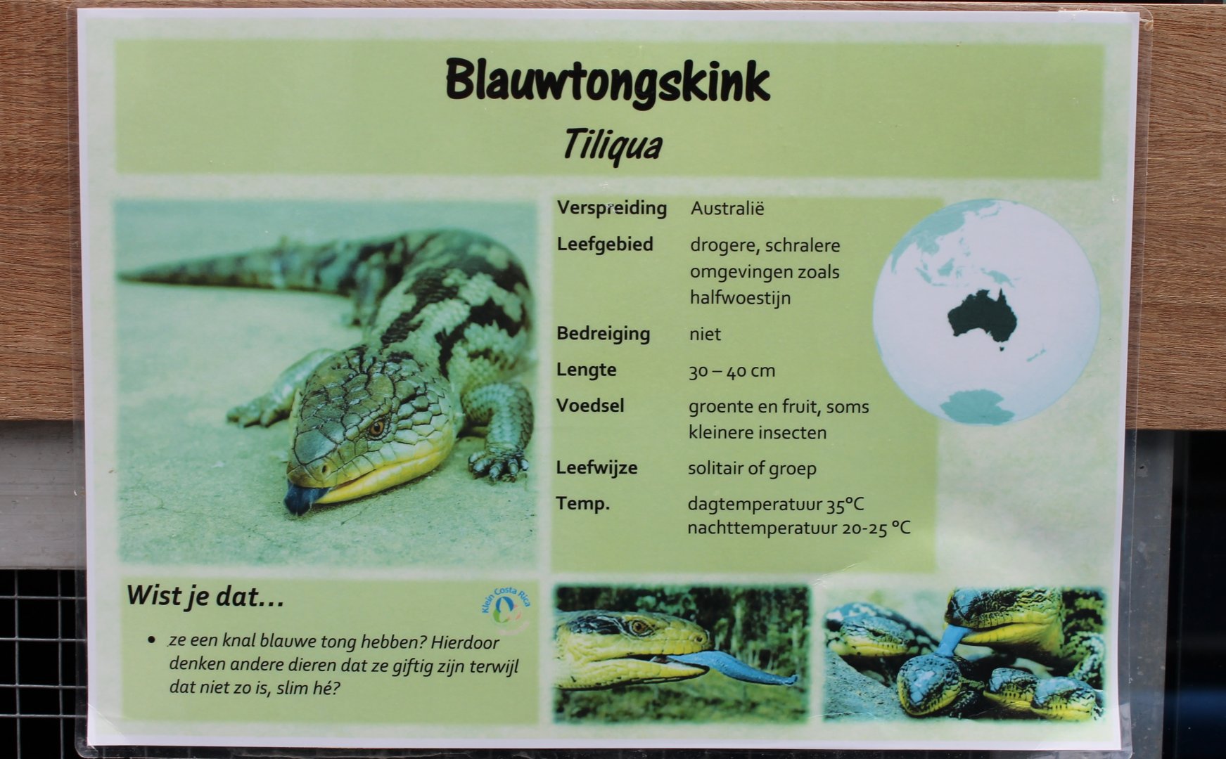 Sign Blue-tonged skink