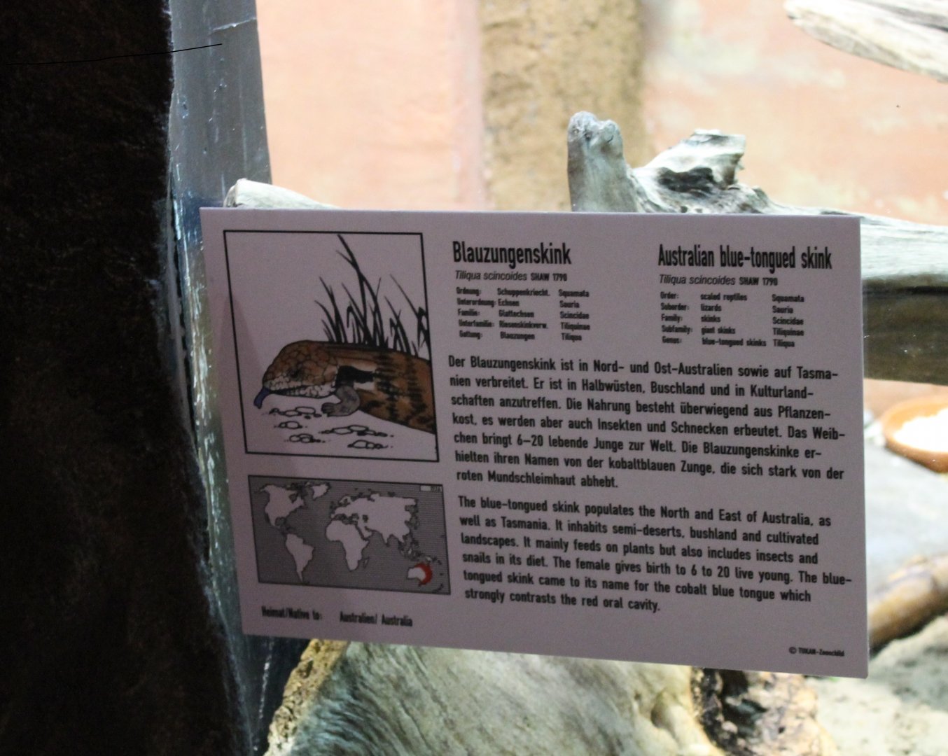 Sign Blue-tongued skink