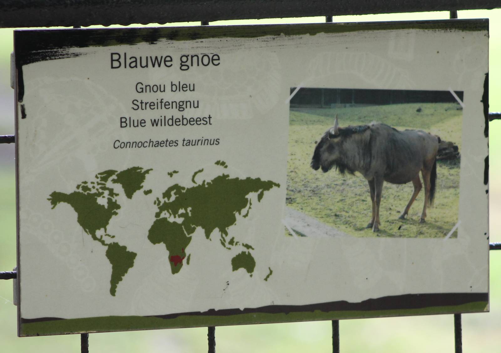 Sign Blue wildebeest