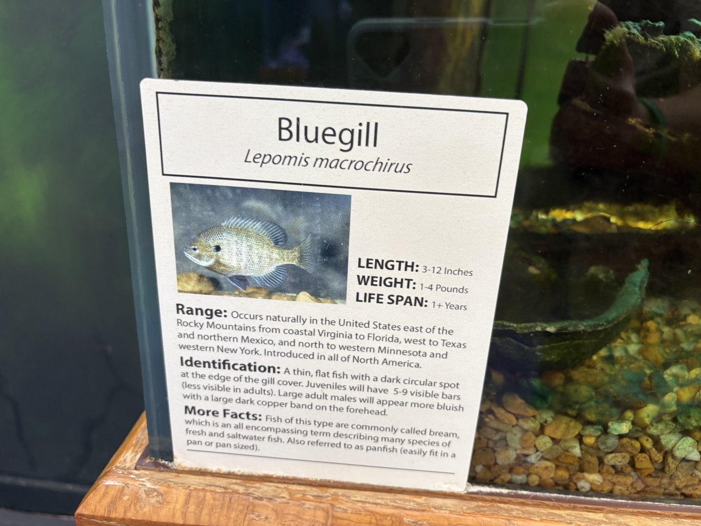 Sign - Bluegill
