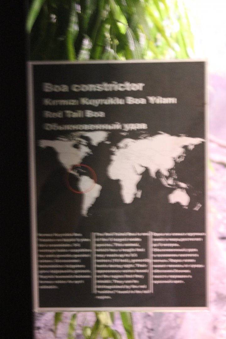 Sign Boa constrictor