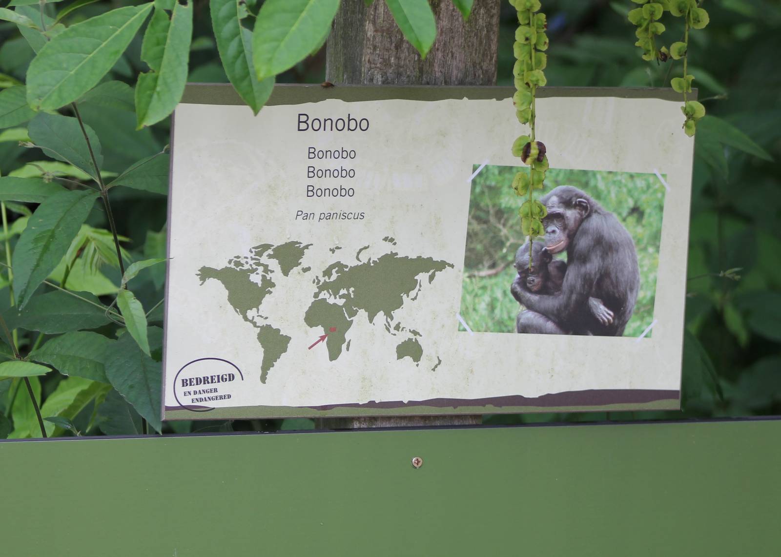 Sign Bonobo