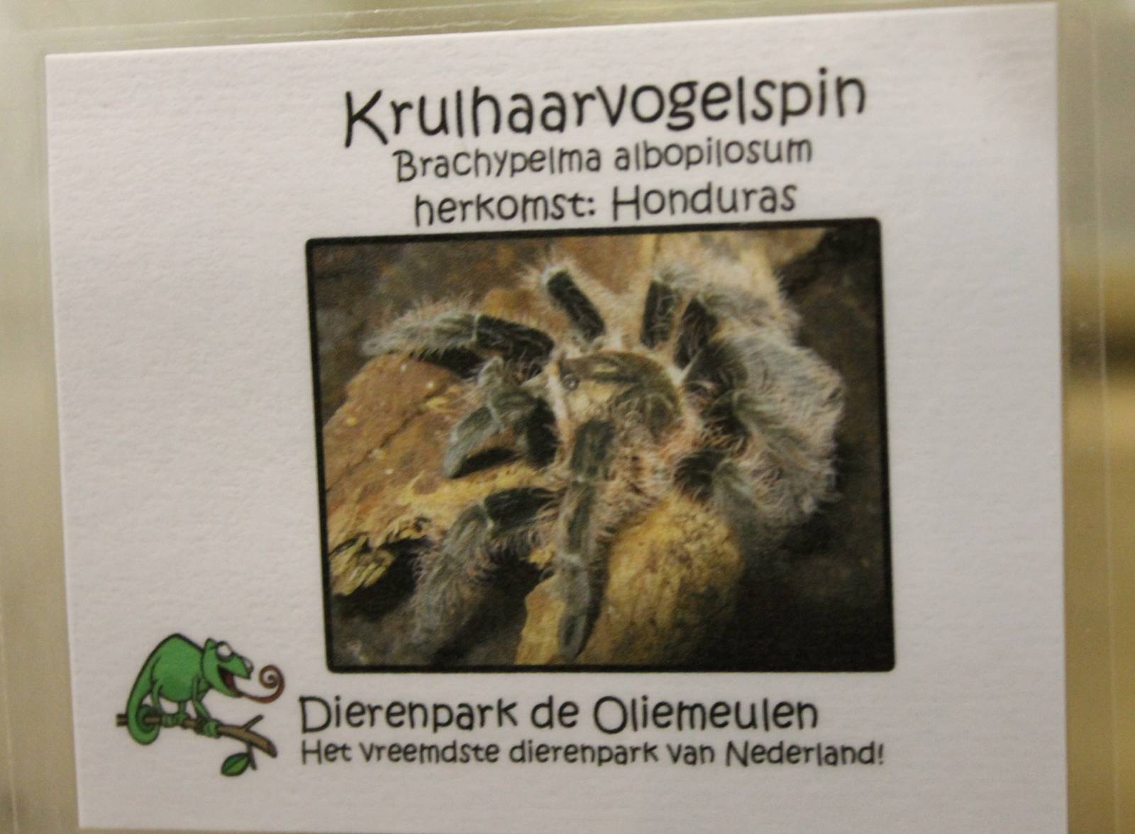 Sign Brachypelma albopilosum