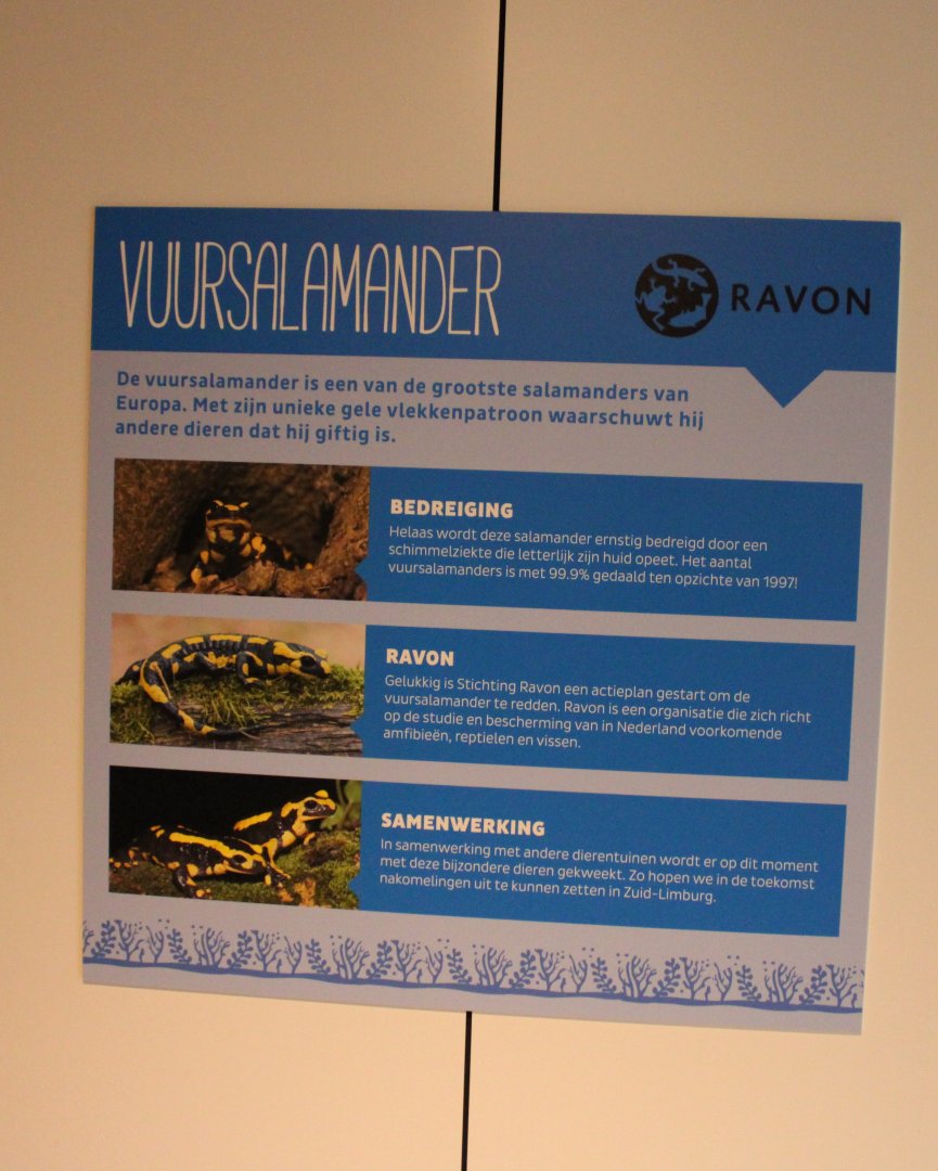 Sign breeding programm Fire salamander