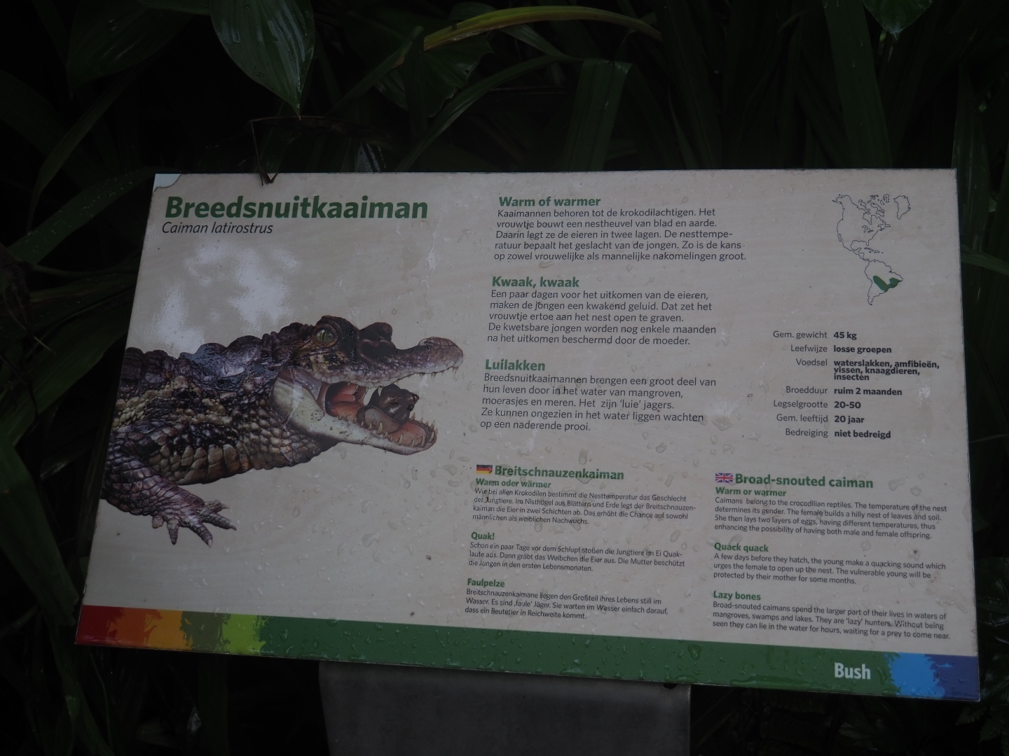 Sign broad-snouted caiman (Sep 16th, 2018)