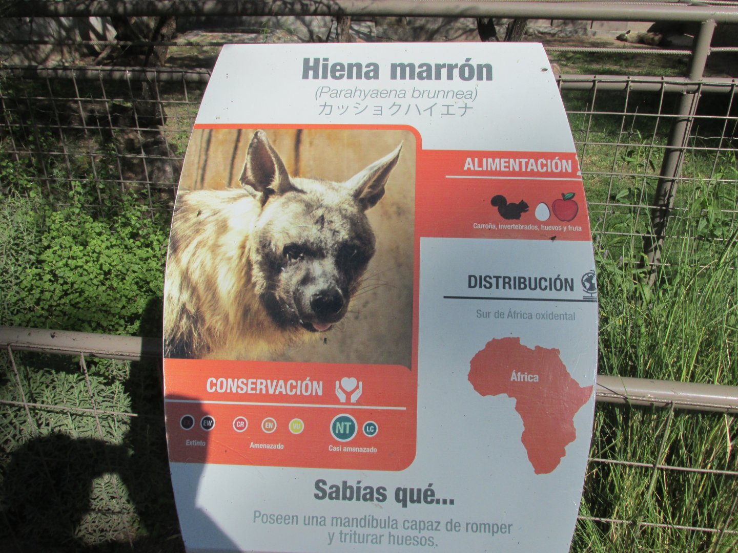 sign brown hyena