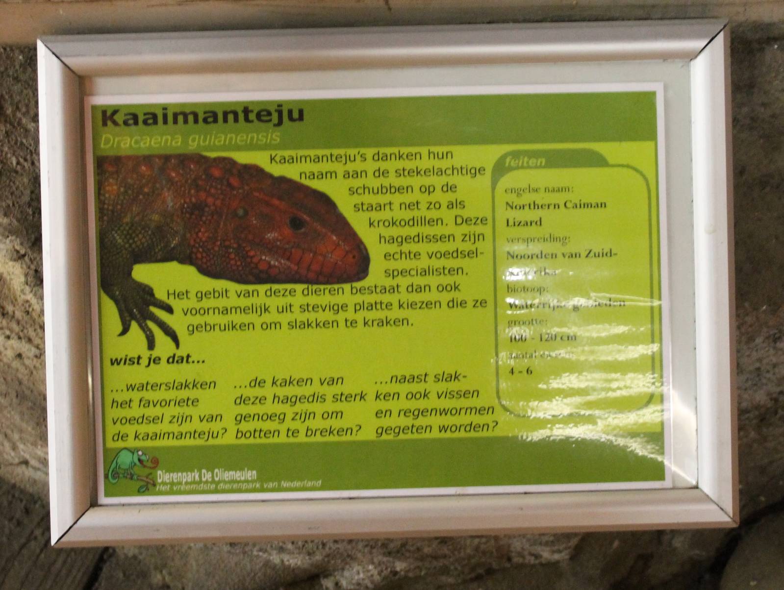 Sign Caiman lizard