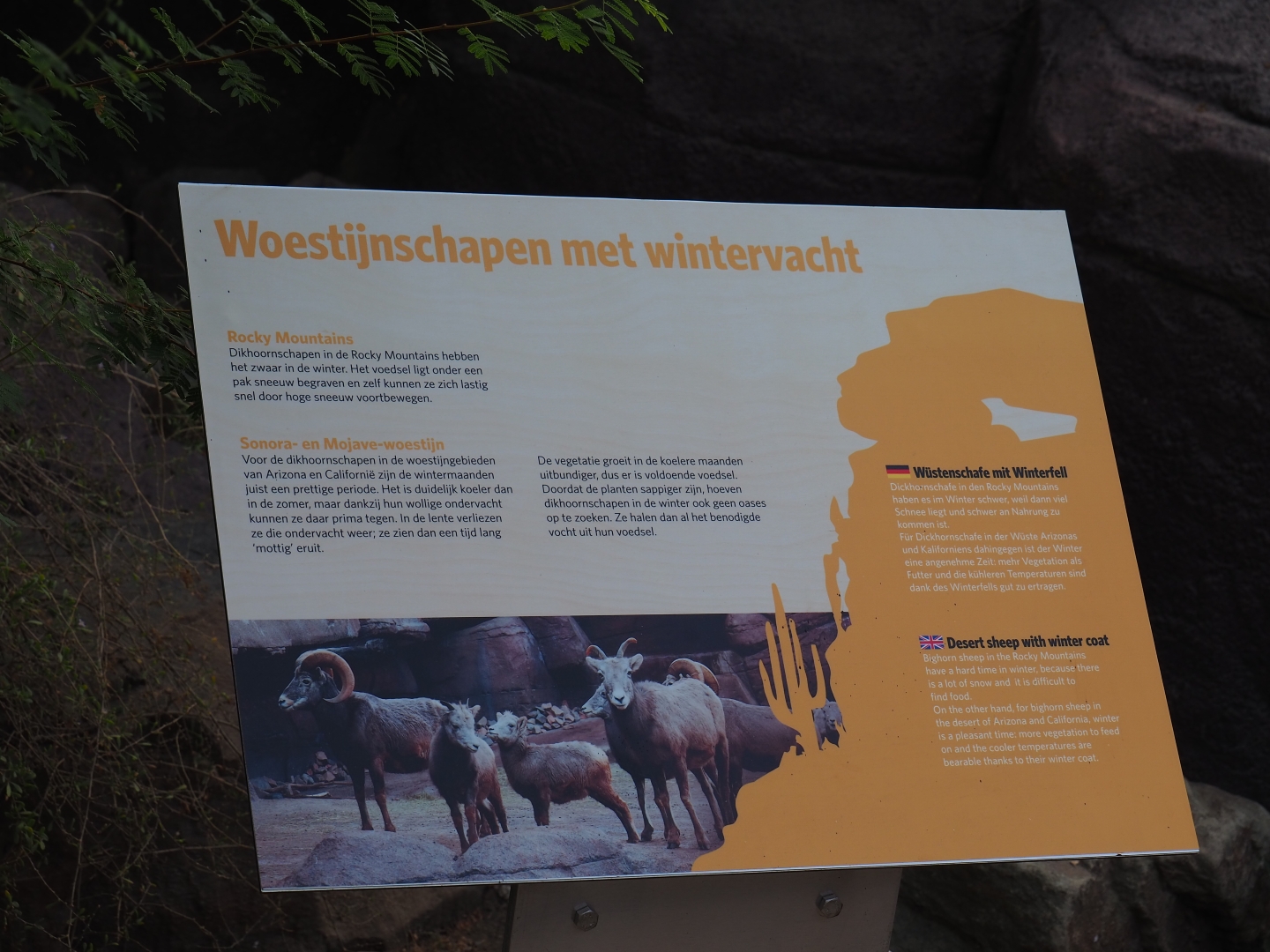 Sign California bighorn sheep (Sep 16th, 2018)