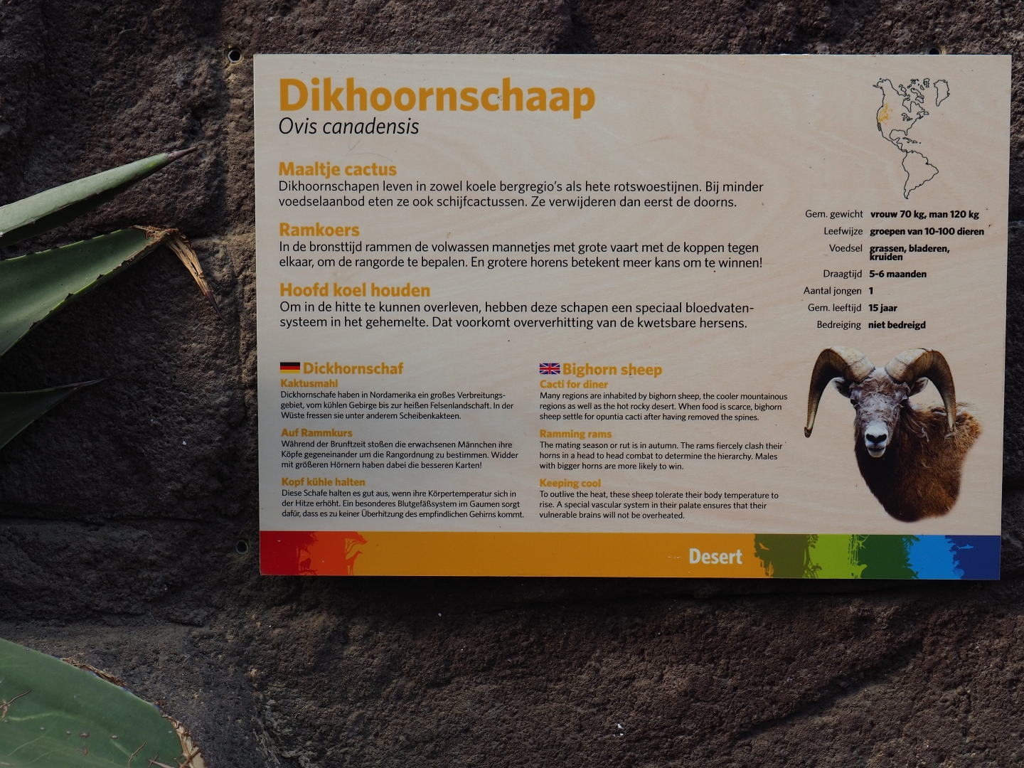 Sign California bighorn sheep (Sep 16th, 2018)