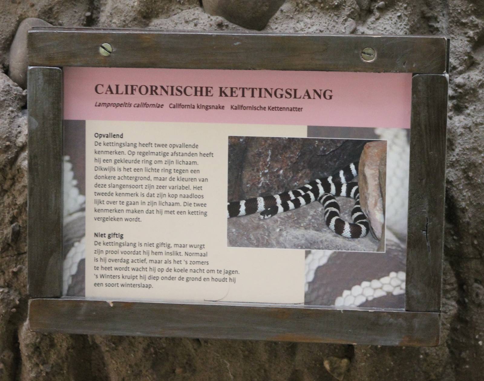 Sign California kingsnake