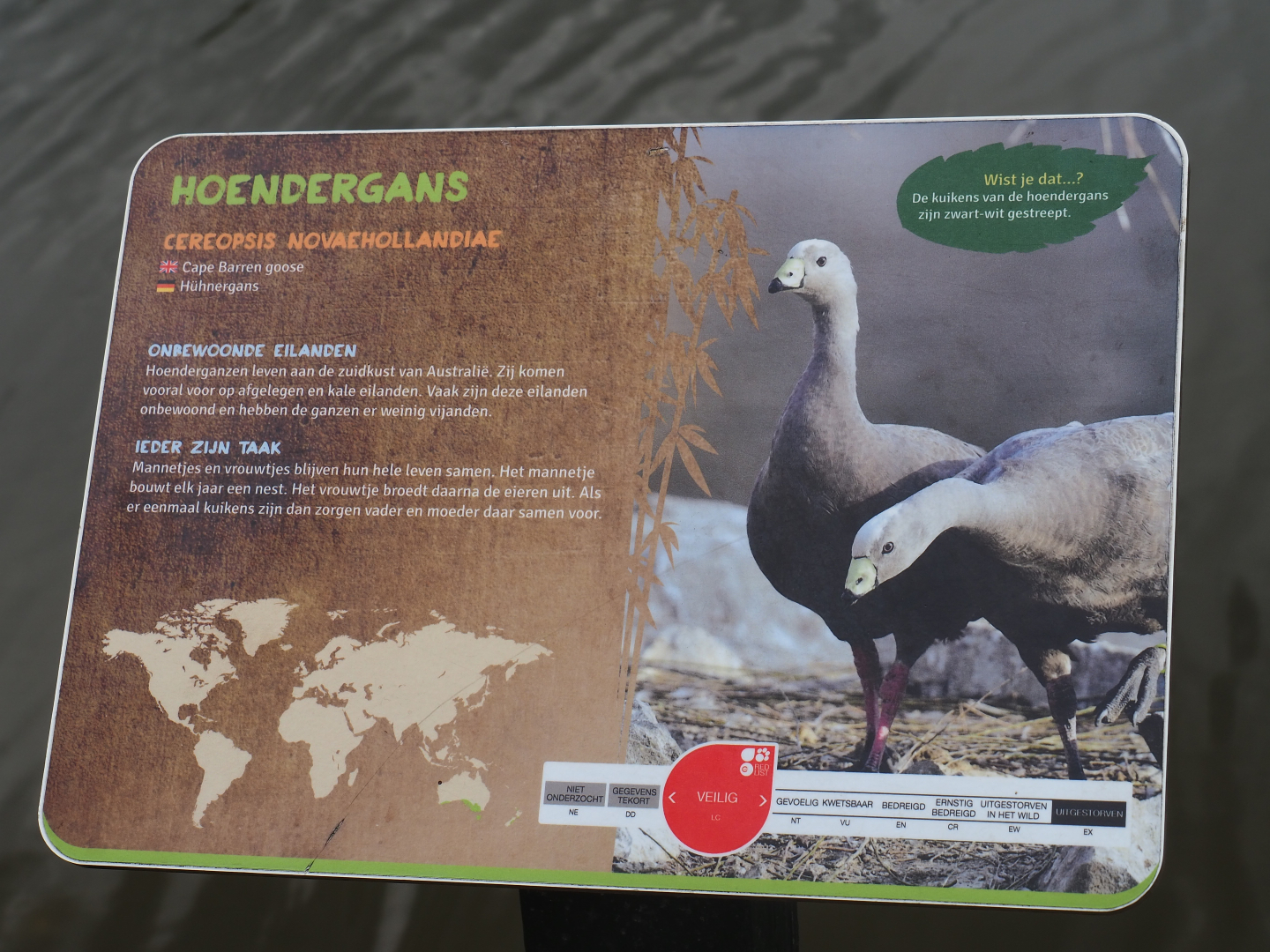 Sign Cape Barren goose, 2019-08-11
