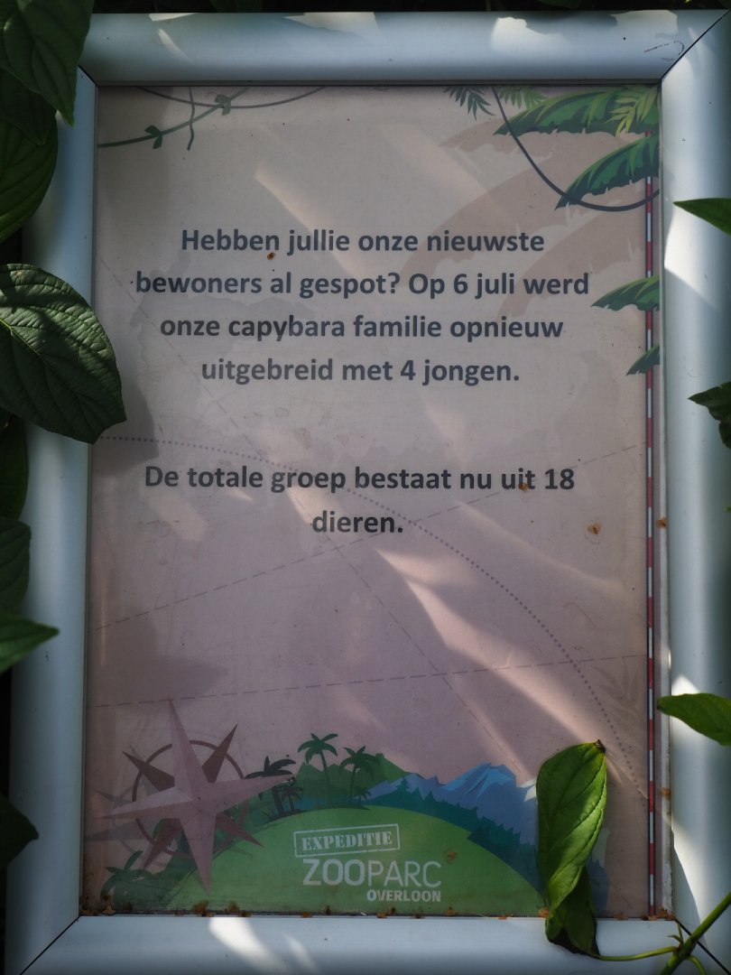 Sign Capybaras - Recent birth makes 18 (!) capybaras at Zoo Parc Overloon, 2019-08-11