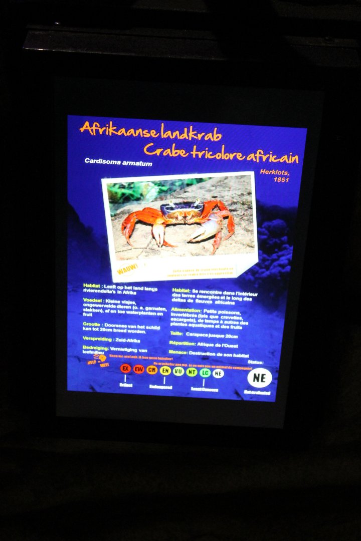 Sign Cardisoma armatum