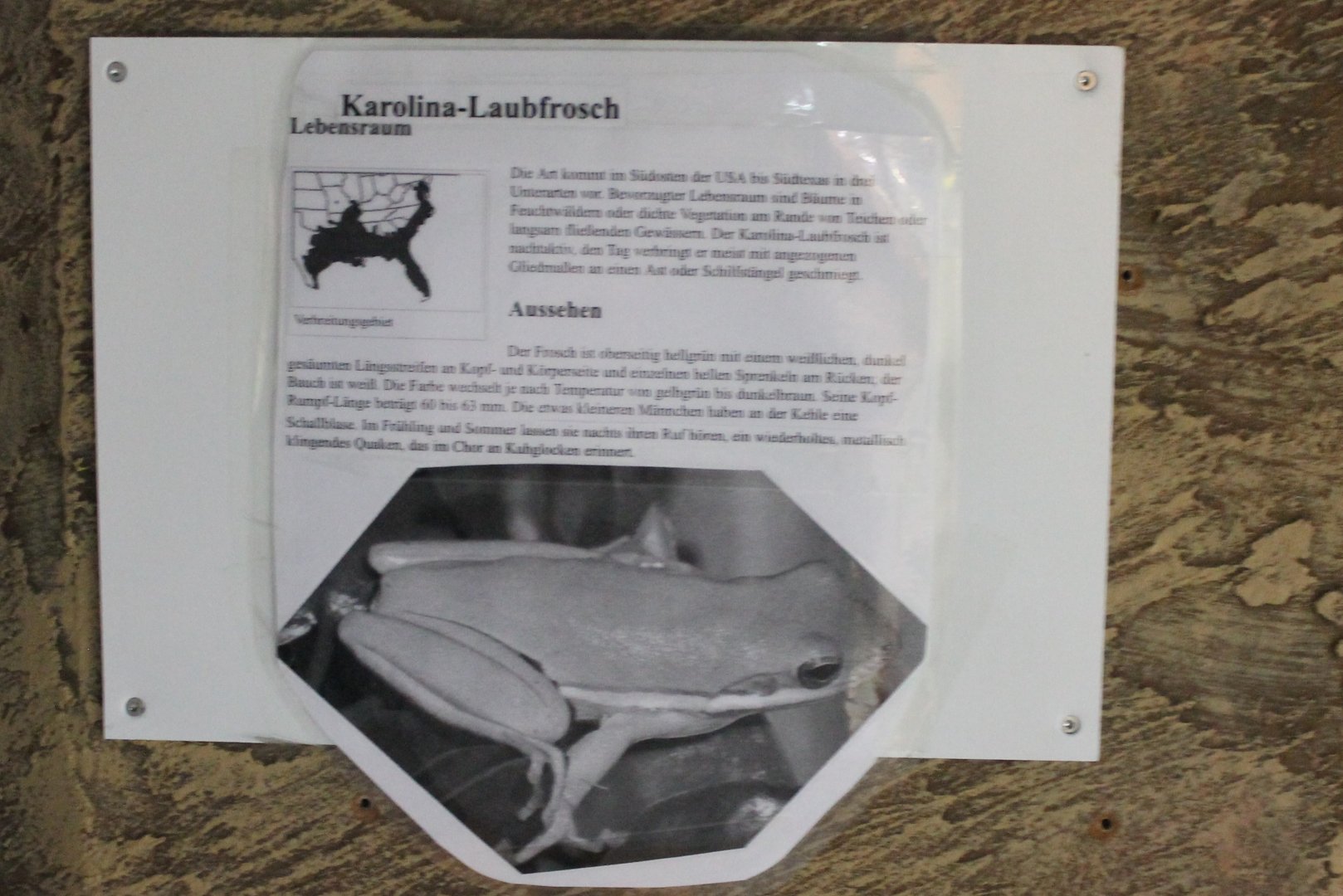 Sign Carolina tree-frog