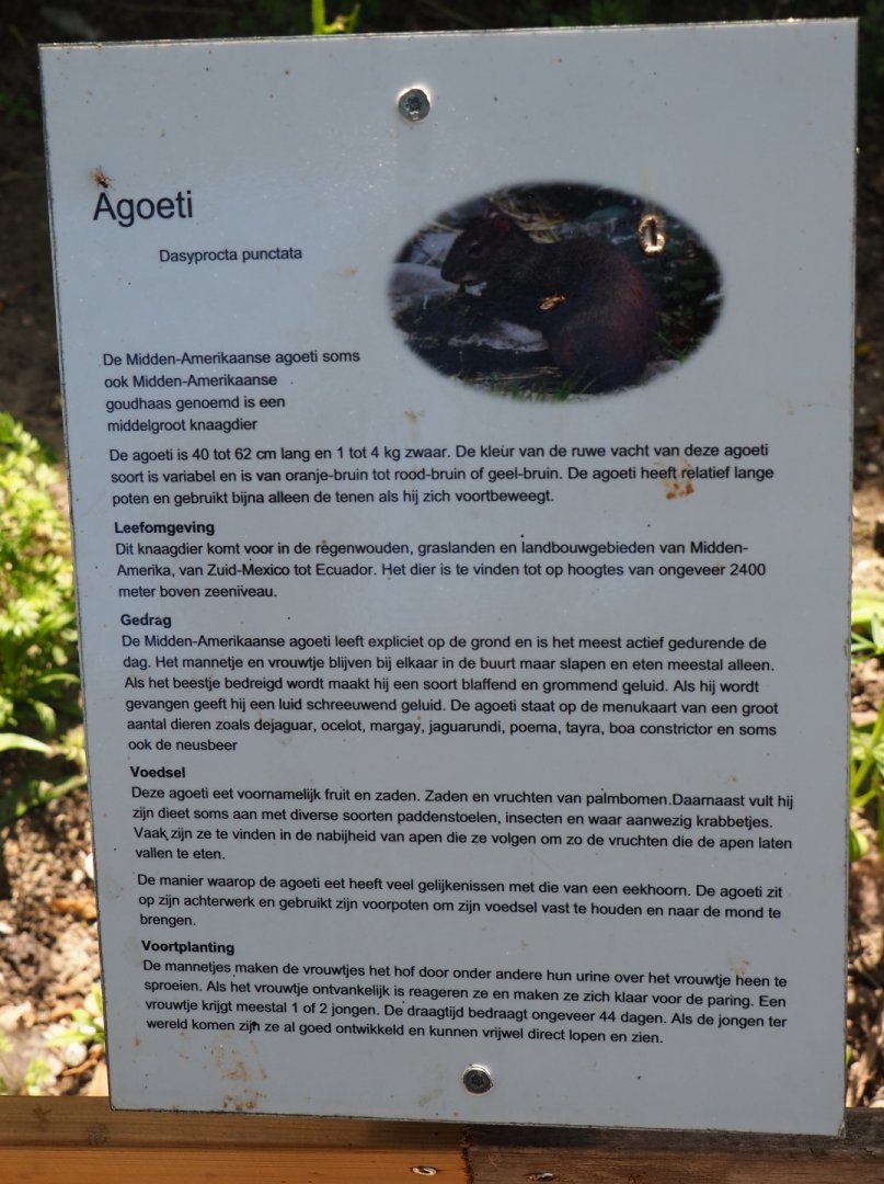 Sign Central American agouti, 2019-06-01