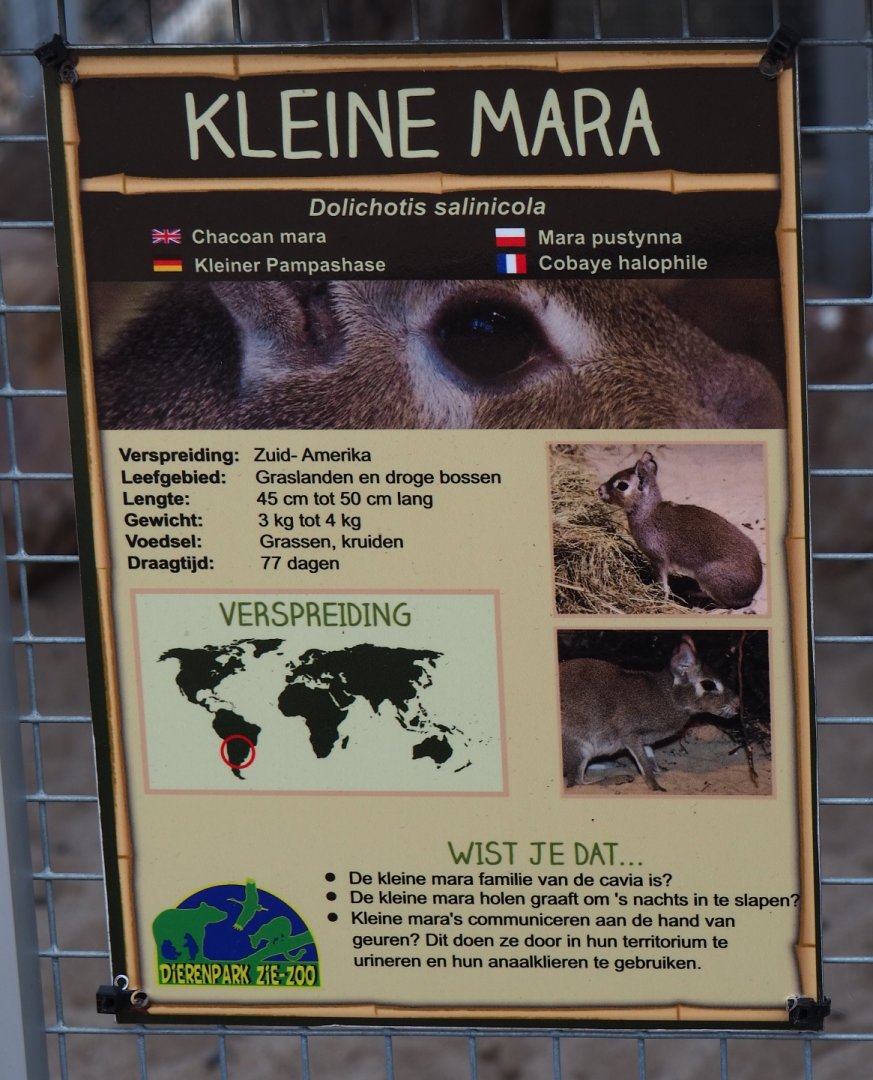 Sign Chacoan mara, 2019-04-06