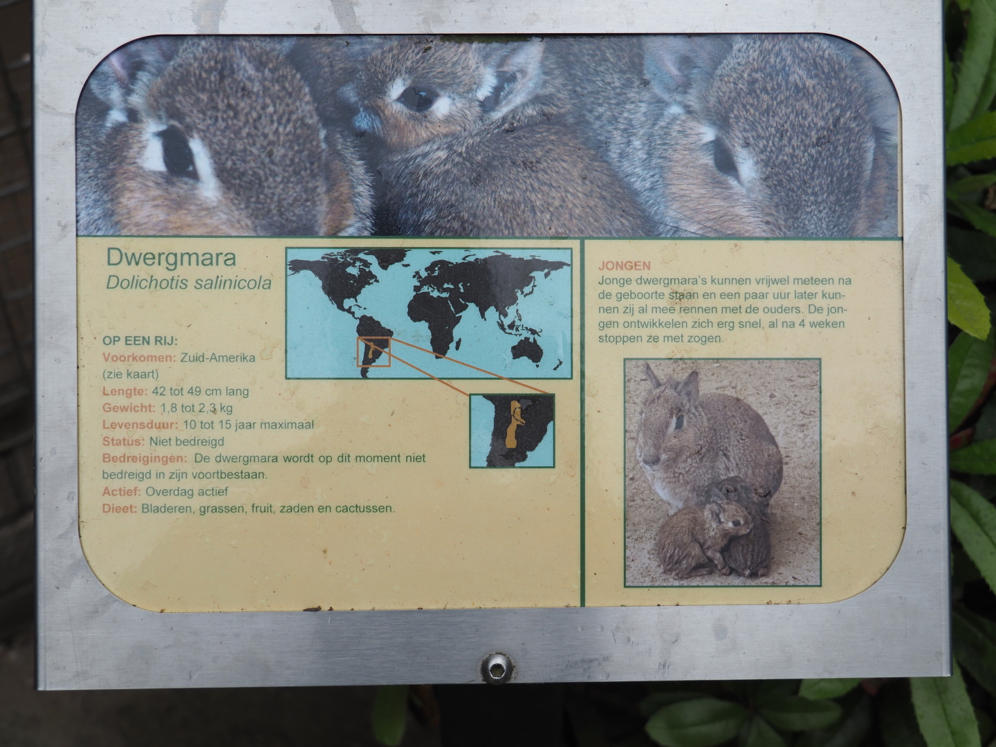 Sign Chacoan mara, 2019-05-25