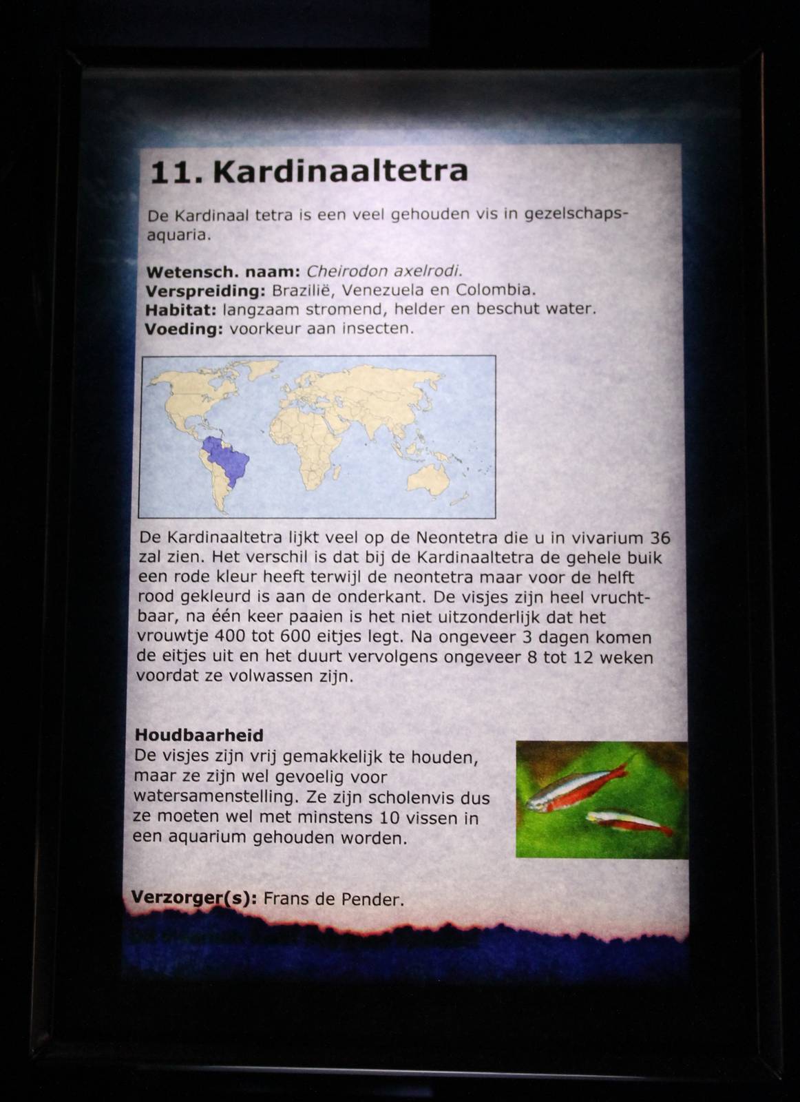 Sign Cheirodon axelrodi